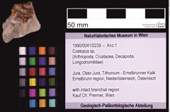 Foto (Objekt + Etiketten) von Coelopus sp. (NHMW-GEO-1990-0041-0239)